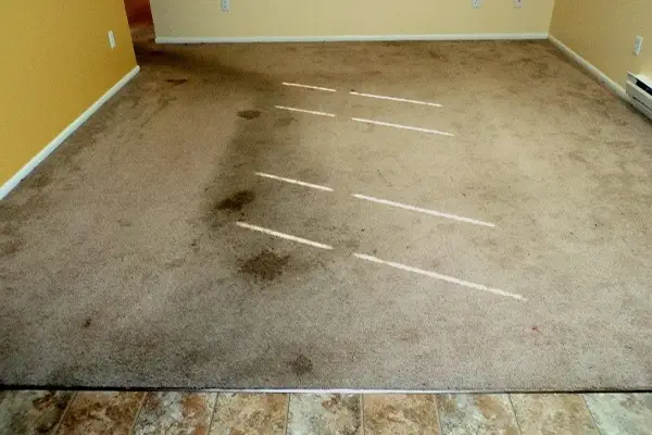 Carpet Cleaning Before